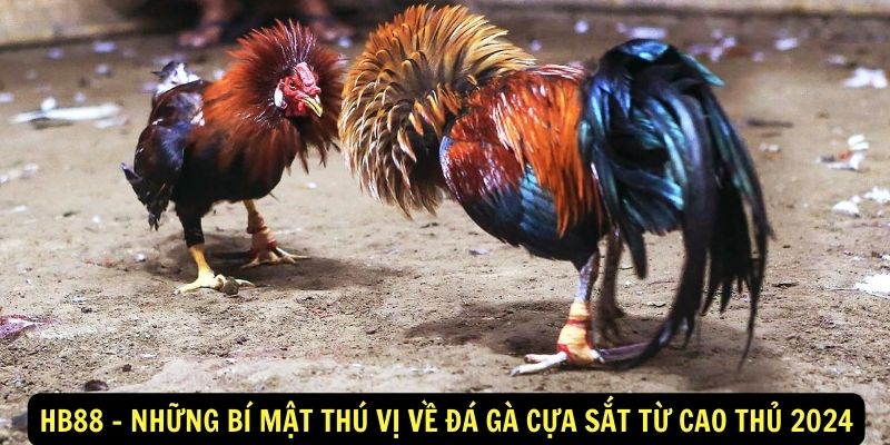 HB88 - Những bí mật thú vị về đá gà cựa sắt từ cao thủ 2024